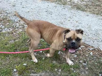 A brown dog with a short coat and a pink leash is standing on grass. The dog has a broad head, floppy ears, and a slightly open mouth showing its tongue. The background consists of gravel and some greenery.