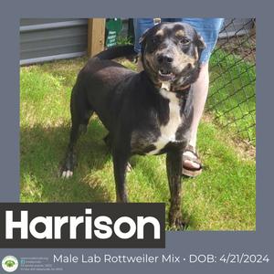 A black and white dog standing on grass, with a person's legs visible in the background. The dog has a white chest and paws, and is looking towards the camera. The name "Harrison" is written in large white letters at the bottom of the image, along with the text "Male Lab Rottweiler Mix - DOB: 4/21/2024".