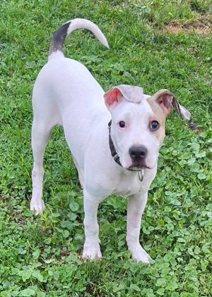 Hans, Pit Bull Terrier, puppy, available for adoption