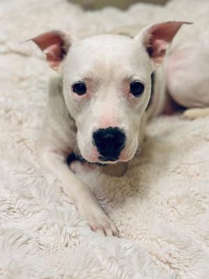 A white dog with black eyes and nose lying on a fluffy white blanket.