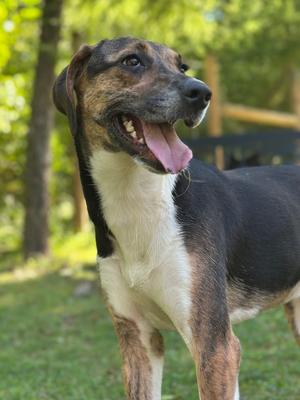 Crumb, Treeing Walker Coonhound / Beagle, adult, available for adoption