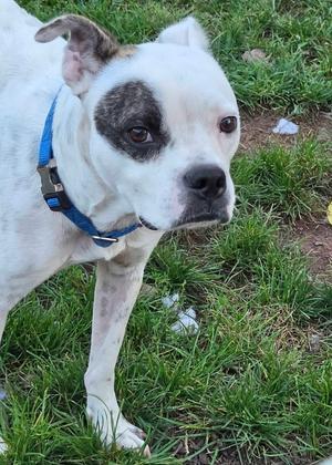 Froggie, Bulldog, adult, available for adoption