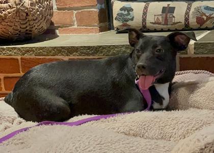 Annie, Labrador Retriever, adult, available for adoption
