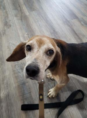 Earl, Beagle, senior, available for adoption