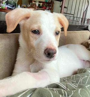 Ham, Golden Retriever / Setter (Unknown Type), puppy, available for adoption