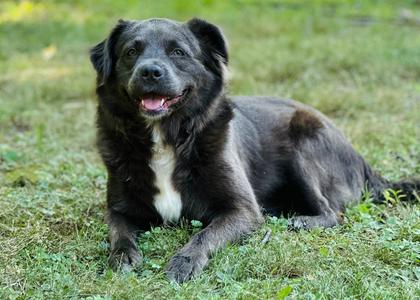 Grace, Chow Chow / Terriers (Medium), adult, available for adoption