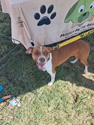 A brown and white dog standing on grass, wearing a yellow leash, with a banner in the background that has a paw print and a cartoon dog.