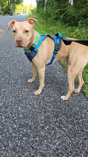 Gecko, Pit Bull Terrier, adult, available for adoption