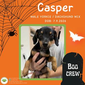 A small black and tan dog being held by a person, with the text "Casper" and "Male Yorkie / Dachshund Mix" above it, and "Boo Crew" on a tombstone-shaped graphic below. The background is orange with a spiderweb and spider design.