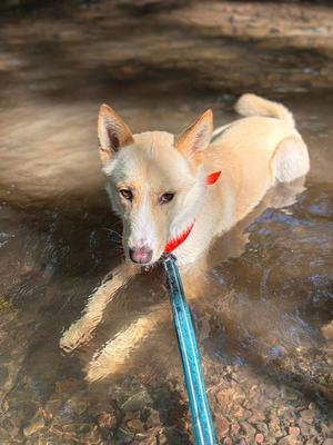Ang, Husky / Shepherds (All Types), adult, available for adoption