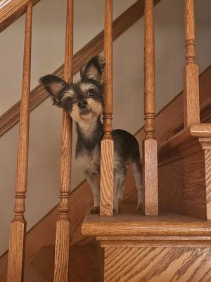 A small dog with long, dark fur and large ears is standing on a wooden staircase, looking up at the camera.