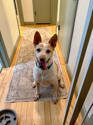 Cash, Cattle Dog, senior, available for adoption