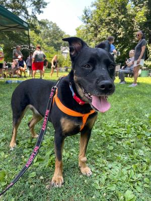 Belle (fka Beauty), Labrador Retriever, senior, available for adoption