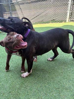 Raven, Pit Bull Terrier / Terrier, young, available for adoption