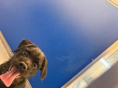 Earl, Terrier, puppy, available for adoption