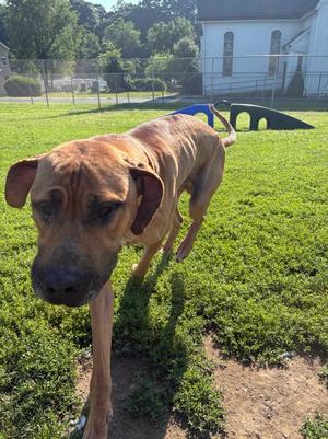 Scooby, Great Dane, young, available for adoption