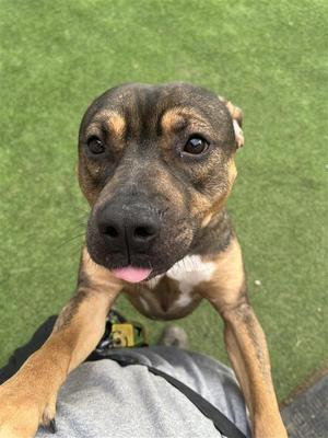 A brindle dog with its tongue sticking out and its paws on a person's lap.