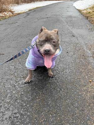 A blue pitbull wearing a purple jacket with its tongue hanging out is standing on a paved path.
