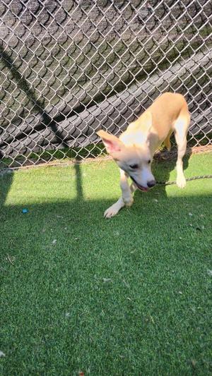 Vixen, Cattle Dog, puppy, available for adoption