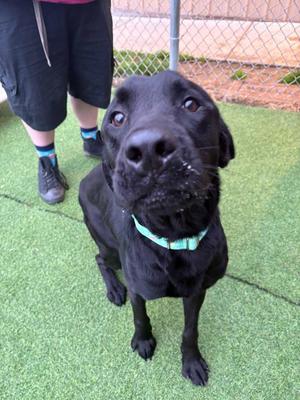 Pumpernickel, Labrador Retriever, young, available for adoption