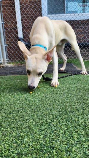 Kipper, Cattle Dog / American, young, available for adoption