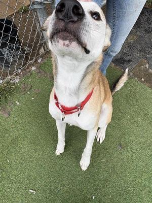 A brown and white dog wearing a red collar, sitting on green artificial grass and looking up at the camera.