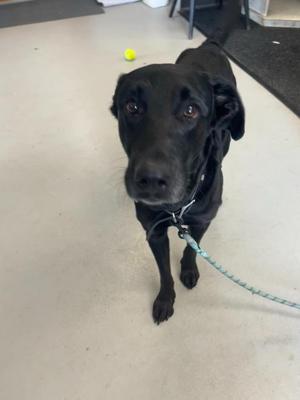 Rockie, Black Labrador Retriever, young, available for adoption