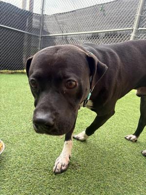 Roscoe, Pit Bull Terrier / American, young, available for adoption