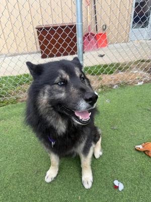 Oso, Spitz, young, available for adoption