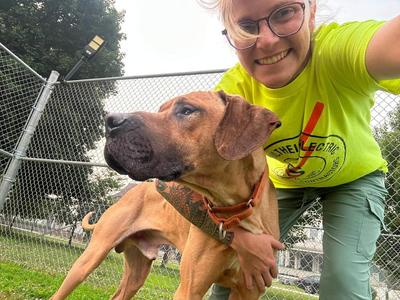 Scooby, Great Dane, adult, available for adoption