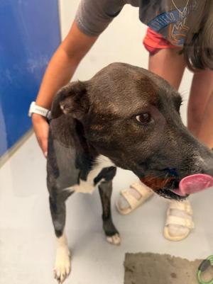 Fable, Dutch Shepherd / American, young, available for adoption