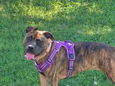 A brown brindle dog wearing a purple harness stands on a grassy field.