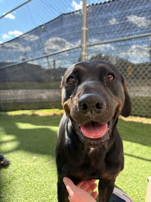 Salem, Hound / American, young, available for adoption