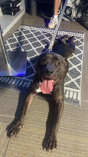 Neka, Pit Bull Terrier, adult, available for adoption