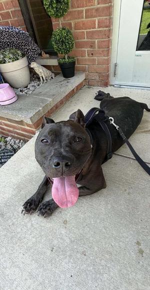 Neka, Pit Bull Terrier, adult, available for adoption