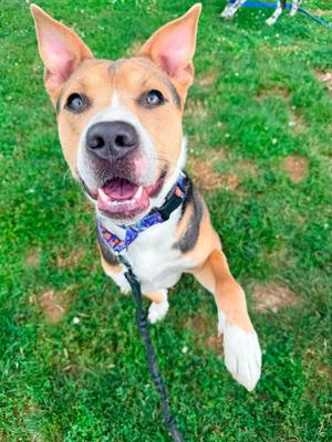 Rudy, Pit Bull Terrier / Beagle, adult, available for adoption