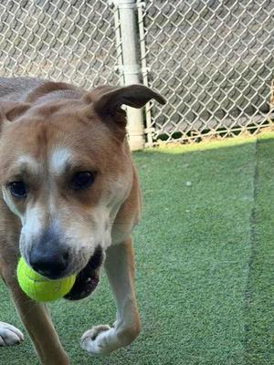 A tan and white dog with its mouth around a tennis ball, standing on artificial turf.