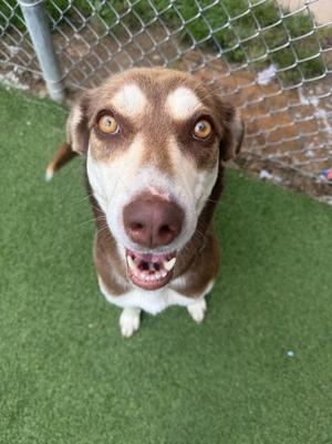 A brown and white dog with large, expressive eyes and a happy expression, standing on green artificial grass in front of a chain-link fence.