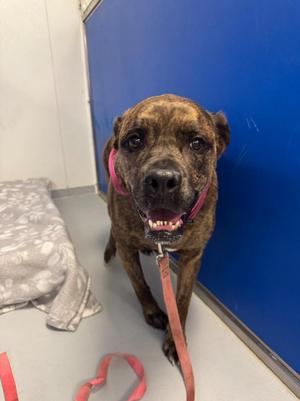 Jasmine, Pit Bull Terrier / Rottweiler, adult, available for adoption