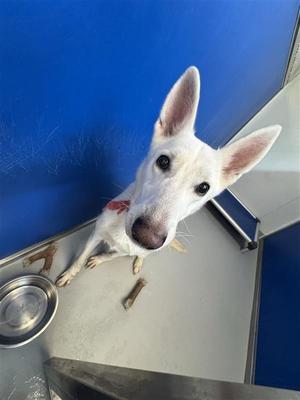 Ellie, German Shepherd Dog, adult, available for adoption