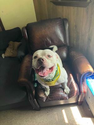 Crowley, Pit Bull Terrier, young, available for adoption
