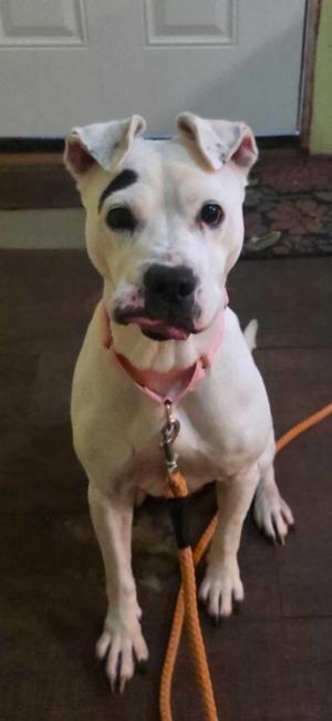 Dotty, Pit Bull Terrier, senior, available for adoption
