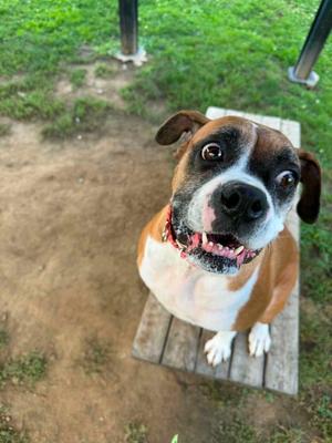 A brown and white dog with a black nose and floppy ears is sitting on a wooden bench. The dog is looking up at the camera with its mouth open, showing its teeth and tongue. The background is a grassy area with some dirt and a few metal poles.