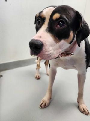 Rose, Terrier, adult, available for adoption