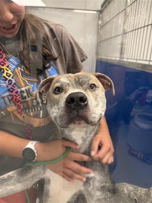 Hay Hay, Terrier, young, available for adoption