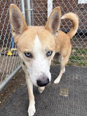 Cupcake, Australian Cattle Dog / Blue Heeler / American, young, available for adoption