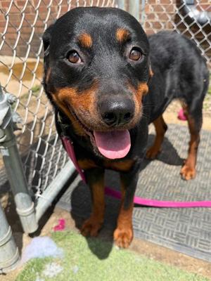 Rowley / Mae, Rottweiler, adult, available for adoption