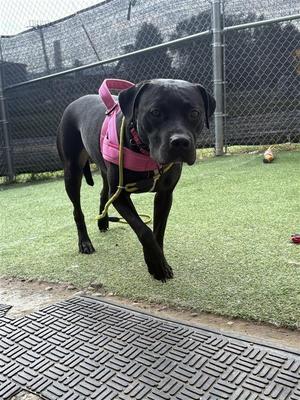 Blair, Pit Bull Terrier, young, available for adoption