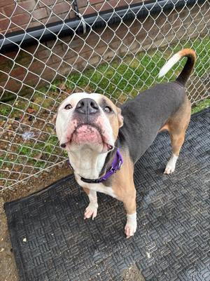 Deeohgee, Terrier, adult, available for adoption