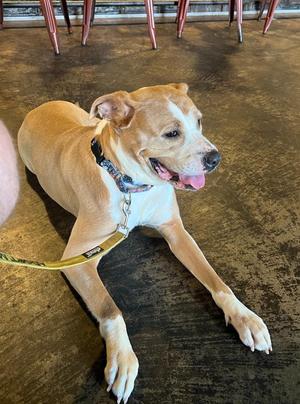 Sissy, Terrier, adult, available for adoption